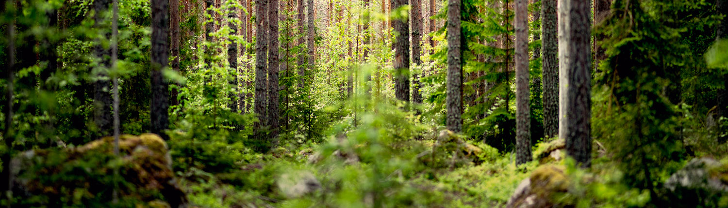 Tärnsjö Garveri miljö