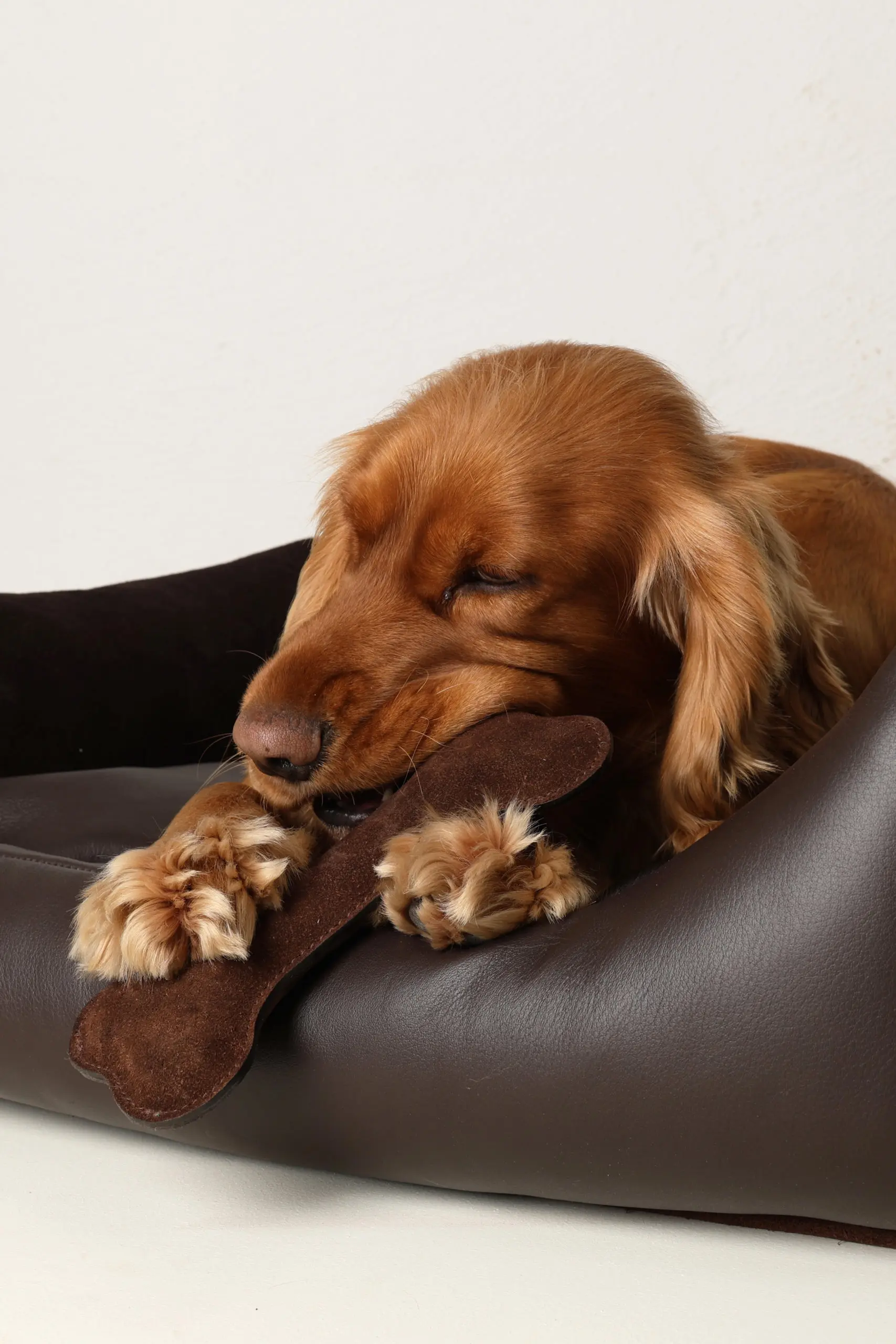 Tärnsjö Garveri Hund